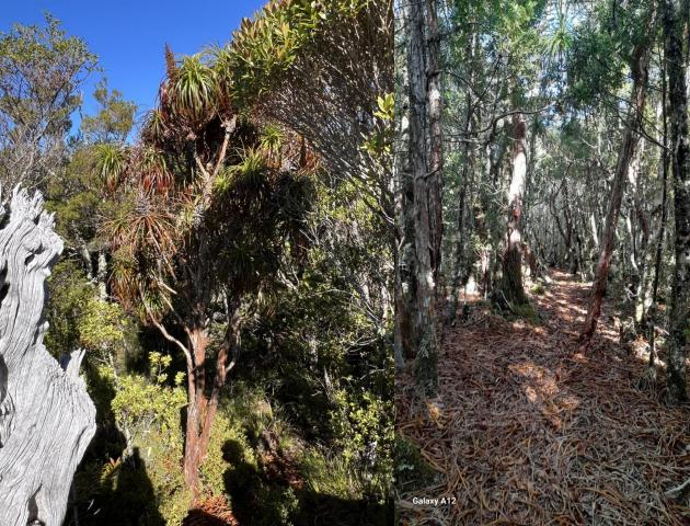Draco forest combined