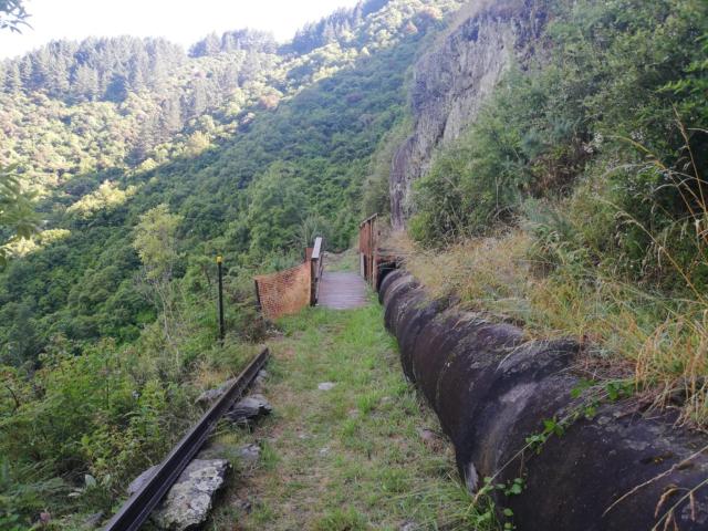 The pipeline with its cloak of vegetation
